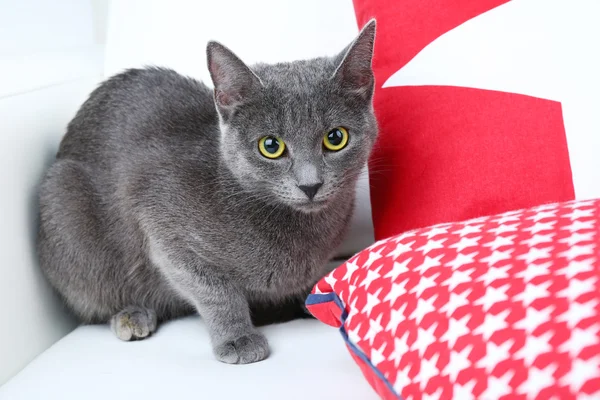 Kanepe closeup olarak gri kedi — Stok fotoğraf