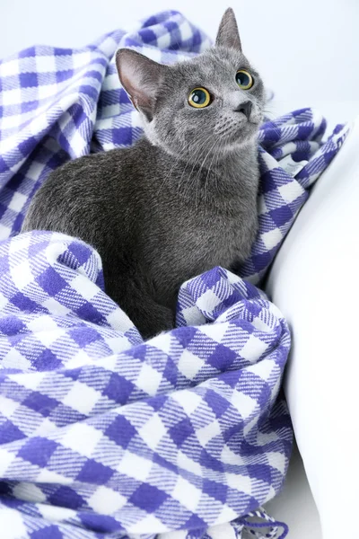 Кіт на ковдру — стокове фото