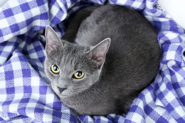 Cat on blanket — Stock Photo, Image