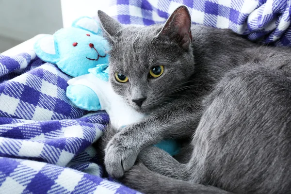 Cat with toy bear — Stock Photo, Image