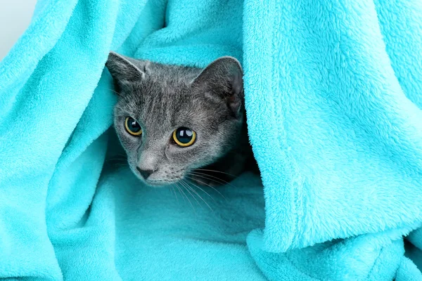 Gato em tecido azul — Fotografia de Stock