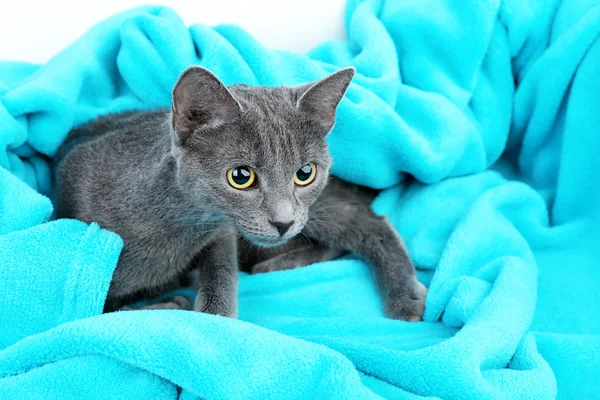 Cat on blue fabric — Stock Photo, Image