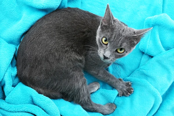 Cat on blue fabric — Stock Photo, Image