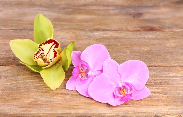 Tropical orchid flowers — Stock Photo, Image