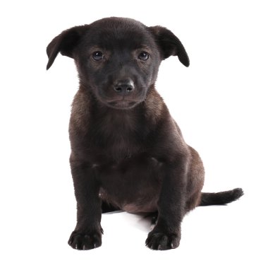 komik köpek yavrusu üzerinde beyaz izole