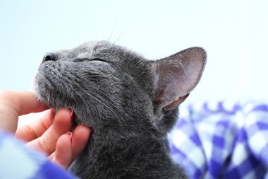 kedi üzerinde mor bir battaniye açık renkli var