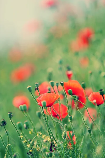 Fleurs de pavot, à l'extérieur — Photo