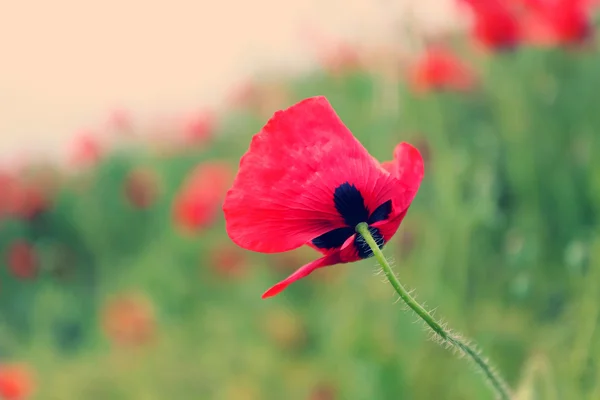 Poppy bloemen, buitenshuis — Stockfoto