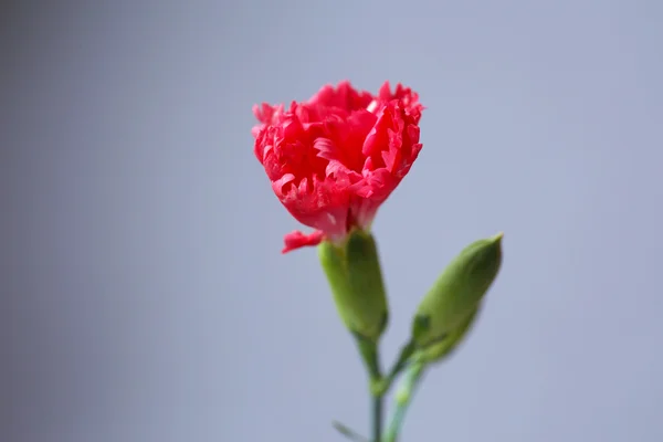 Bela flor selvagem no fundo cinza — Fotografia de Stock