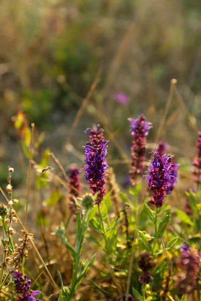 Beautiful flowers in field — Stock Photo, Image