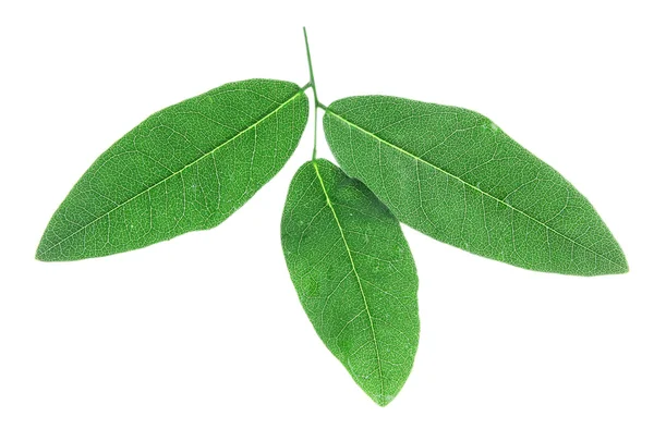 Almuerzo de acacia sobre fondo blanco aislado — Foto de Stock