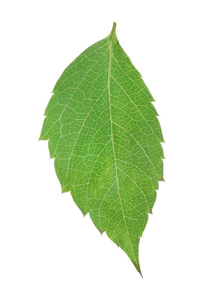 Hoja verde aislada sobre blanco —  Fotos de Stock