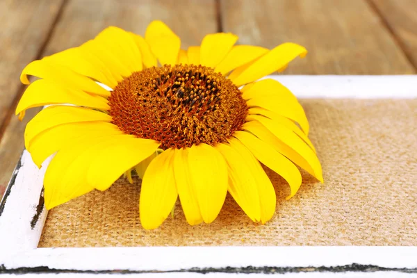 Beautiful sunflower on frame on wooden background — Stock Photo, Image