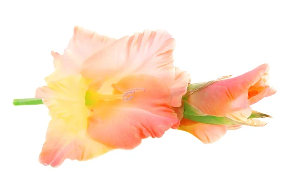 Beautiful gladiolus flower, isolated on white — Stock Photo, Image