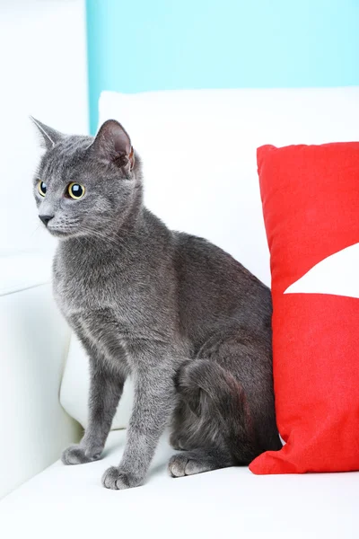 Grey cat on sofa — Stock Photo, Image