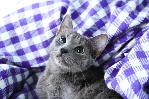 Katze auf lila Decke Nahaufnahme — Stockfoto