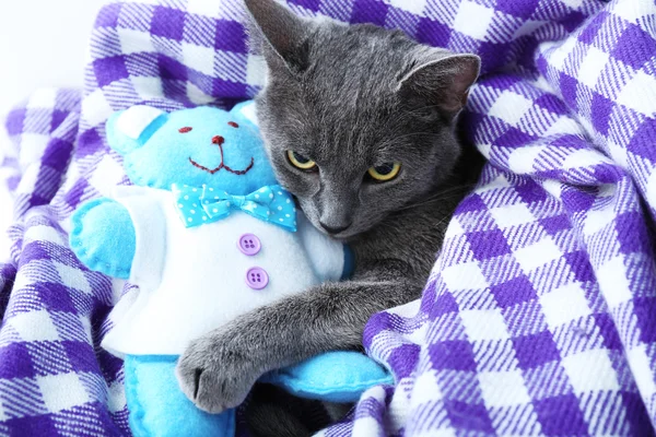 Katt med leksak Björn på lila filt närbild — Stockfoto