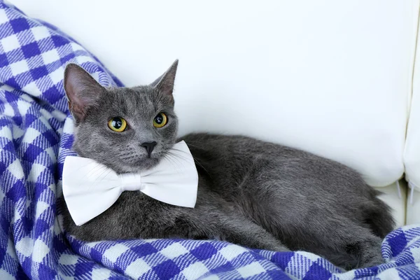 Cat and bow on purple blanket on light background — Stock Photo, Image