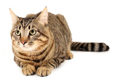 Gri kedi beyaz üzerine izole