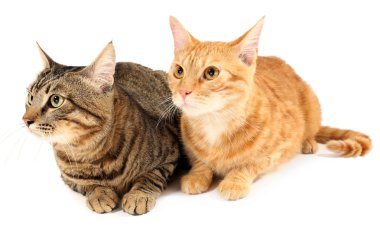 Beyazların üzerinde iki kedi