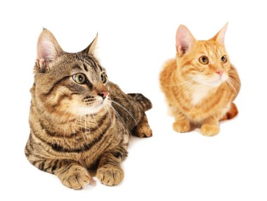 Beyazların üzerinde iki kedi