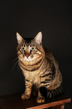 Gri kedi üzerinde ahşap tabure