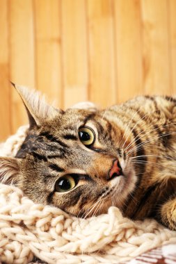 Gri kedi örme atkı sarılı