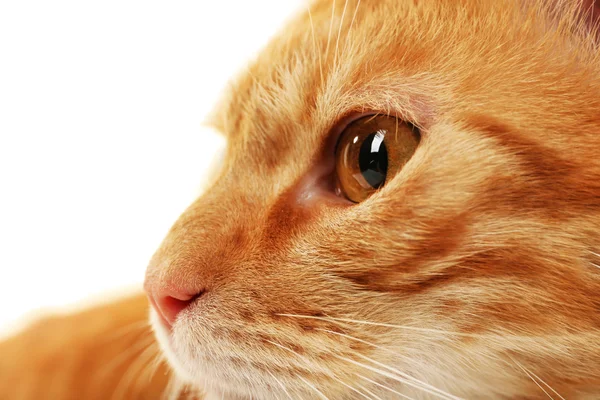 Closeup červená kočka — Stock fotografie