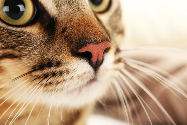 Cat's muzzle closeup — Stock Photo, Image