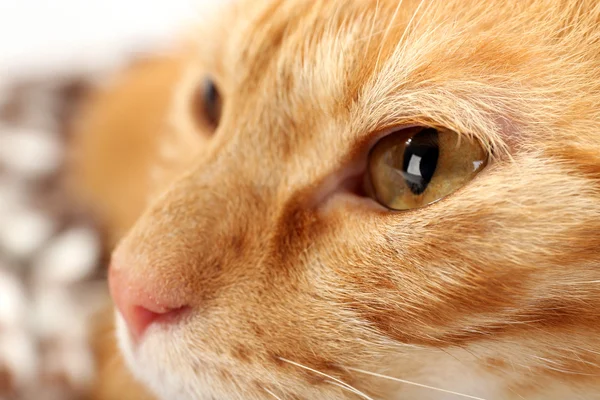 Красная кошка крупным планом — стоковое фото