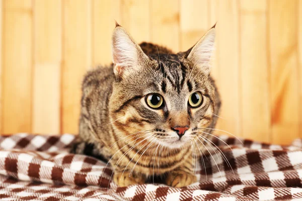 Grey cat on blanket — Stock Photo, Image