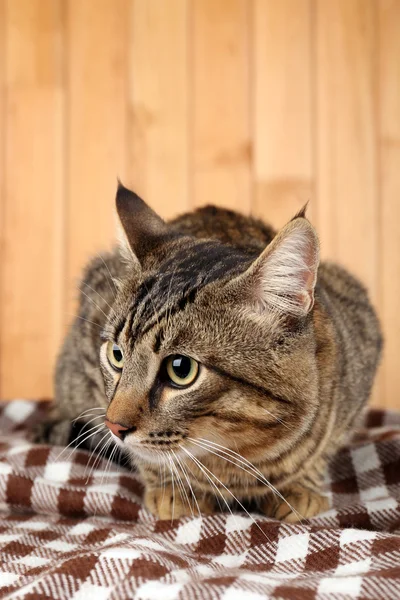 Graue Katze auf Decke — Stockfoto