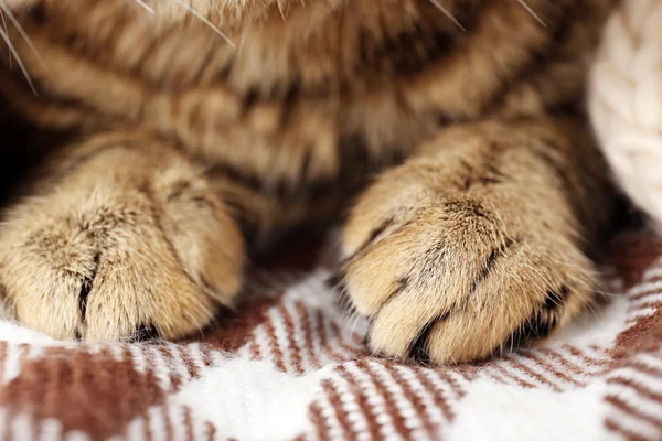 Graue Katzenpfoten — Stockfoto