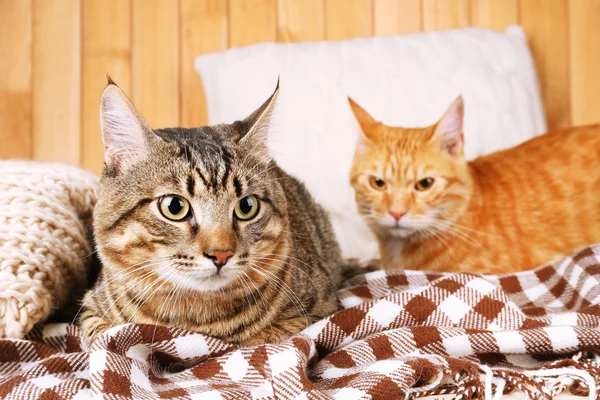 Twee katten op deken en kussen — Stockfoto