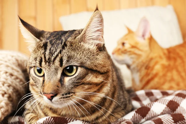 Two cats on blanket and pillow — Stock Photo, Image