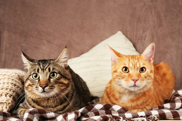 Dos gatos en manta — Foto de Stock