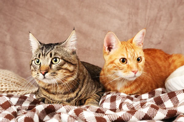 Twee katten op deken — Stockfoto