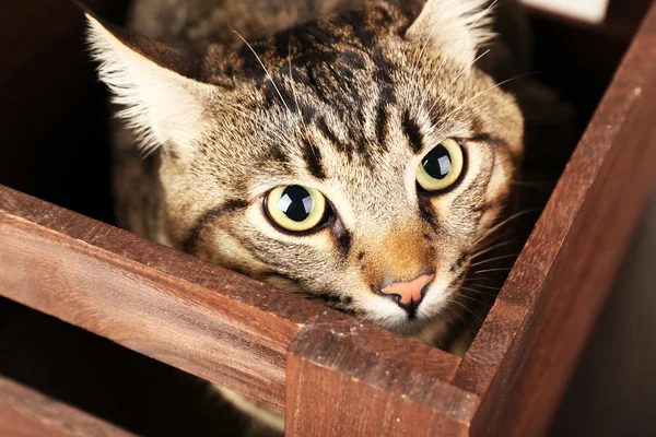 Gato cinzento na caixa de madeira closeup — Fotografia de Stock