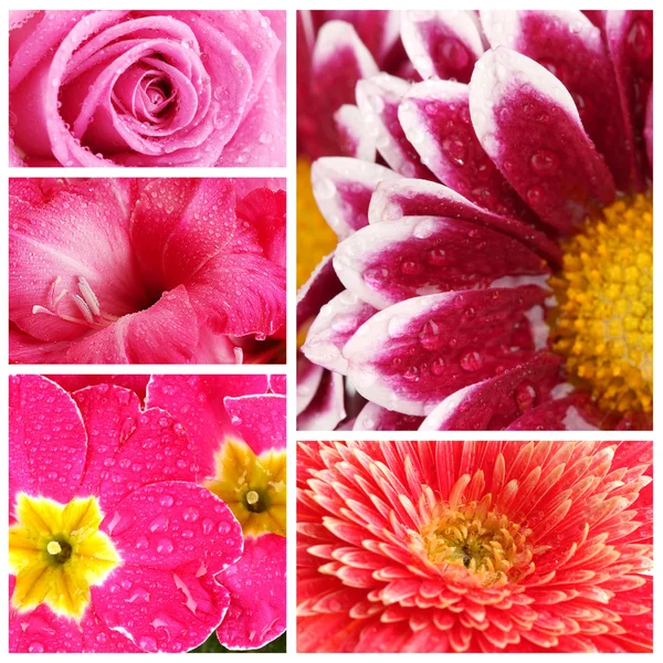 Collage de hermosas flores con gotas de agua — Foto de Stock