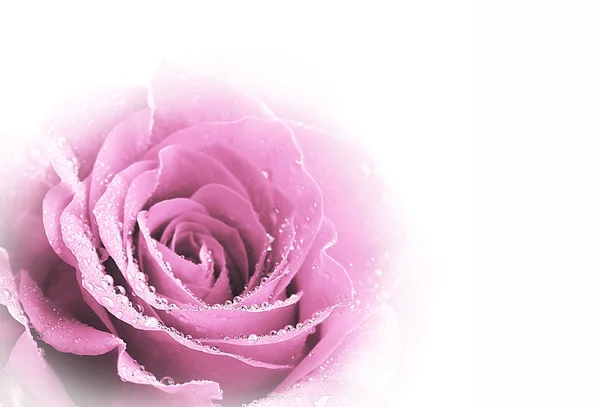 Όμορφο ροζ τριαντάφυλλο απομονωμένο σε λευκό — Φωτογραφία Αρχείου