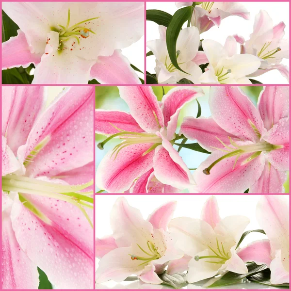 Collage of beautiful pink lilies — Stock Photo, Image
