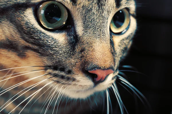 Gri kedi 's ağızlık — Stok fotoğraf