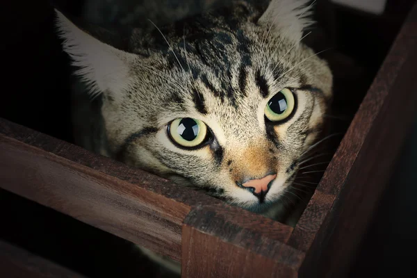 Grey cat in box — Stock Photo, Image