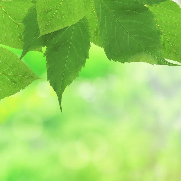 Beautiful green twig — Stock Photo, Image