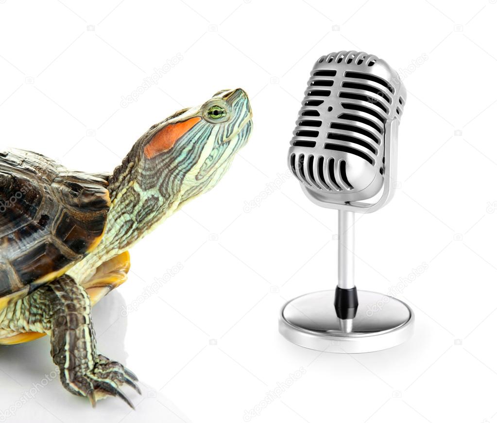 Red ear turtle with microphone isolated on white