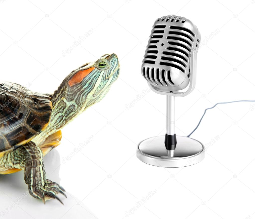 Red ear turtle with microphone isolated on white