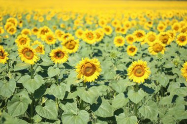 güzel ayçiçekleri alanı