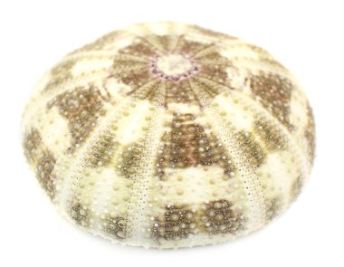 deniz kabuğu beyaz üzerine izole