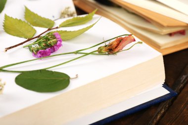 Kuru bitkiler üzerinde tablo üzerinde kitap kadar yakın çekim