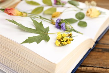 Kuru bitkiler üzerinde tablo üzerinde kitap kadar yakın çekim